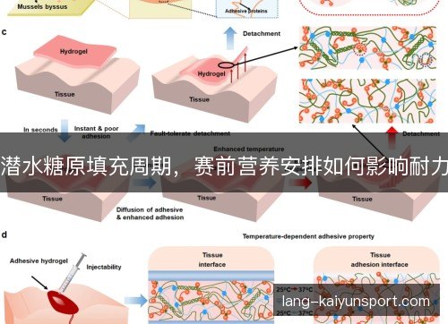 潜水糖原填充周期,赛前营养安排如何影响耐力 潜水糖原填充周期,赛前营养安排如何影响耐力